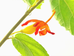 GYMNMA LESN (MESHASHRINGI/GYMNEMA SYLVESTRE)