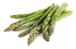 Himaljska parga (safed musli/ASPARAGUS ADSCENDENS)
