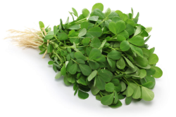 Senovka grcka (methi/TRIGONELLA FOENUM-GRACEUM)