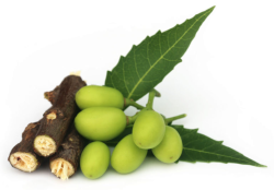 margosa/neem